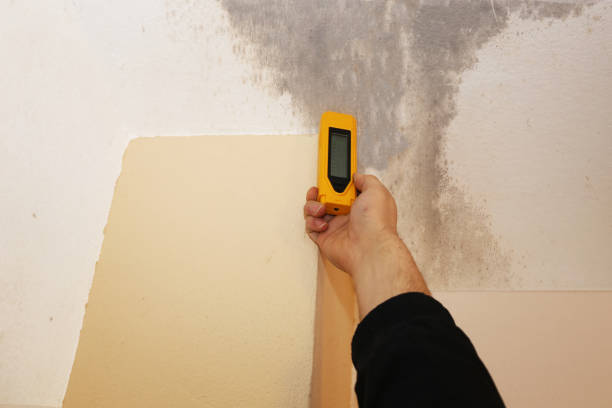 Best Water Damage & Mold Remediation  in Heber, UT