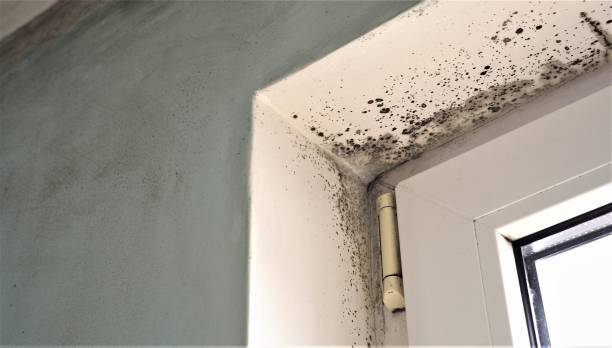 Best Mold Documentation for Insurance Claims  in Heber, UT