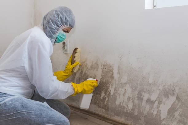 Best HVAC Mold Inspection and Cleaning  in Heber, UT
