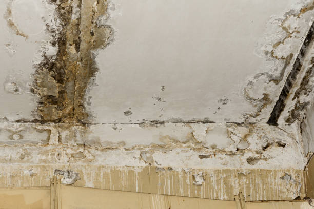 Best Mold Removal for HVAC Installations  in Heber, UT
