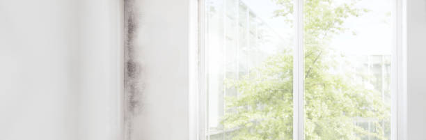 Best Mold Odor Removal Services  in Heber, UT