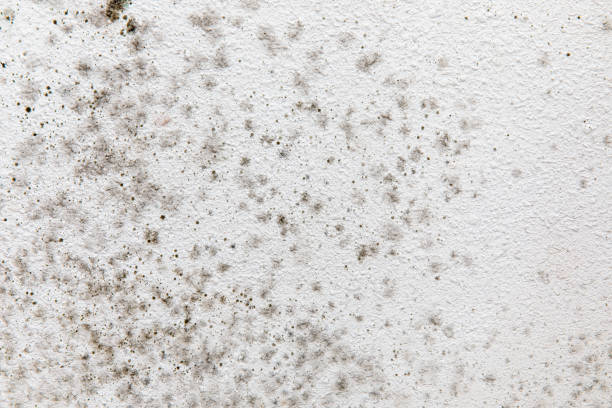  Heber, UT Mold Removal Pros