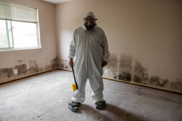 Best Attic Mold Removal  in Heber, UT
